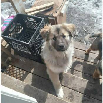 Shepherd Dogs Available for Adoption - Diamond  | PetCurious