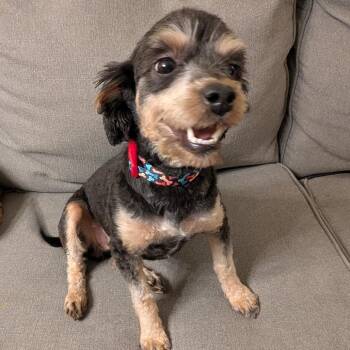 Nova -  Australian Shepherd and Miniature Poodle Dog for Adoption in Cincinnati, Ohio - Nova | PetCurious