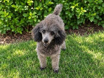 Lee -  Poodle and Miniature Poodle Dog for Adoption in Windy Hills, Kentucky - Lee | PetCurious