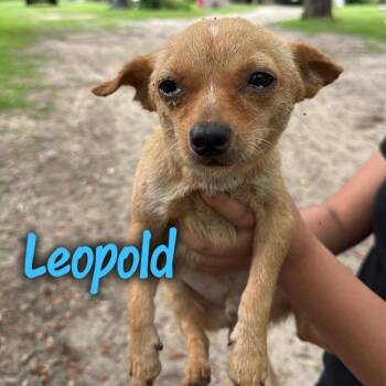 Leopold -  Chihuahua and Mixed Breed Dog for Adoption in Tampa, Florida - Leopold | PetCurious