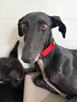 Yuma -  Galgo Spanish Greyhound Dog for Adoption in Winter Park, Florida - Yuma | PetCurious