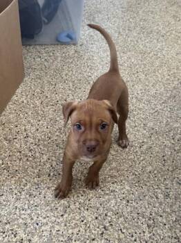 Rhodesian Ridgeback and Mixed Breed Dogs Available for Adoption - Purple | PetCurious