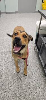 Angel -  Terrier Dog for Adoption in Athens, Tennessee - Angel | PetCurious