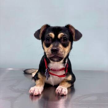 Larry -  Chihuahua and Pug Dog for Adoption in Portland, Oregon - Larry | PetCurious