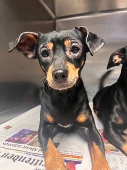 Rescue Miniature Pinscher Dogs for Adoption in Hopkinsville, Kentucky - Bella | PetCurious