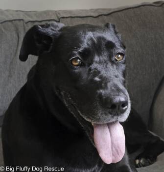 Rescue Great Dane and Black Labrador Retriever Dogs for Adoption in Nashville, Tennessee - Penny | PetCurious