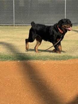 Daisy Duke -  Rottweiler Dog for Adoption in Deering, New Hampshire - Daisy Duke | PetCurious
