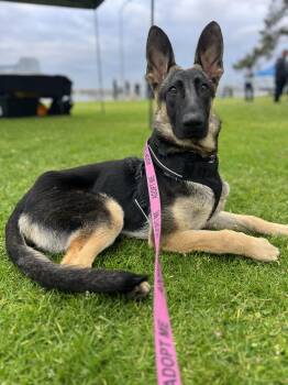 German Shepherd Dog Dogs Available for Adoption in El Cajon, California - Livie  | PetCurious