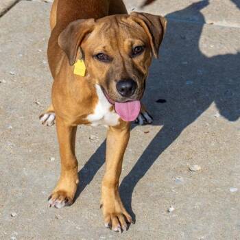 DOLLY -  Black Mouth Cur Dog for Adoption in St. Louis, Missouri - DOLLY | PetCurious