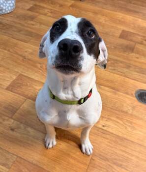 Mixed Breed Dogs Available for Adoption in Ocala, Florida - Story | PetCurious