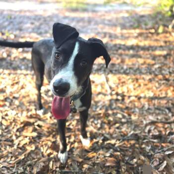 Dorothy Joy Prev Dottie -  Mixed Breed Dog for Adoption in Williston, Florida - Dorothy Joy Prev Dottie | PetCurious