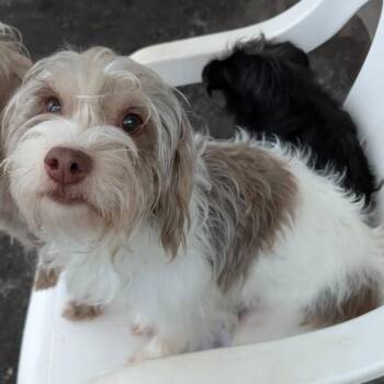 Rosie -  Terrier Dog for Adoption in Quakertown, Pennsylvania - Rosie | PetCurious