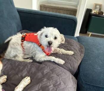 Augie -  Maltese Dog for Adoption in Wheaton, Illinois - Augie | PetCurious