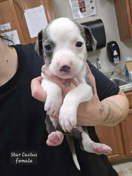 Pit Bull Terrier and Mixed Breed Dogs Available for Adoption - Star Cactus (Tiny 10 2026)  Female | PetCurious