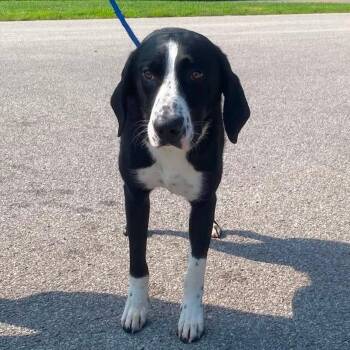 Whistle - SH 7/22 -  Mixed Breed Dog for Adoption in Huntington, West Virginia - Whistle - SH 7/22 | PetCurious