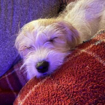 Ophelia -  Yorkshire Terrier and Shih Tzu Dog for Adoption in Peculiar, Missouri - Ophelia | PetCurious