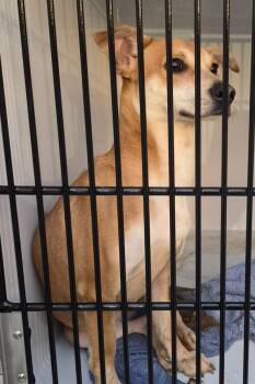 Pen 213c Loui -  Terrier Dog for Adoption in Lawrenceville, Georgia - Pen 213c Loui | PetCurious
