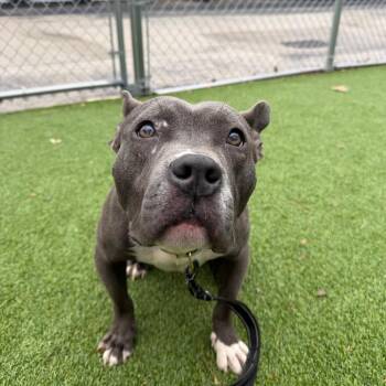 English Bulldog Dogs Available for Adoption in Warwick, Rhode Island - Luna | PetCurious