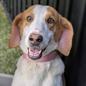 Rescue Hound Dogs for Adoption in Charlottesville, Virginia - Slushy | PetCurious