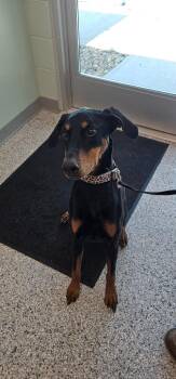 Lola -  Terrier and Doberman Pinscher Dog for Adoption in Athens, Tennessee - Lola | PetCurious