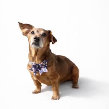 Dachshund Dogs Available for Adoption in Scottsdale, Arizona - Rufus | PetCurious
