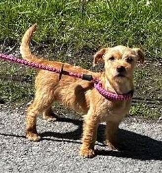 Terrier and Mixed Breed Dogs Available for Adoption in Morristown, New Jersey - Snickerdoodle | PetCurious