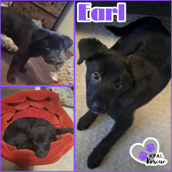 Rescue Mixed Breed Dogs for Adoption in Kenai, Alaska - Earl - Minas Tea Party | PetCurious