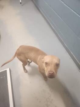 Staffordshire Bull Terrier and Mixed Breed Dogs Available for Adoption - LASSIE | PetCurious