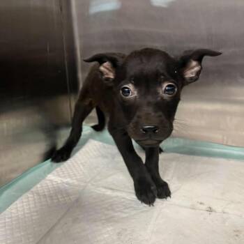 Ferrari -  Mixed Breed Dog for Adoption - Ferrari | PetCurious
