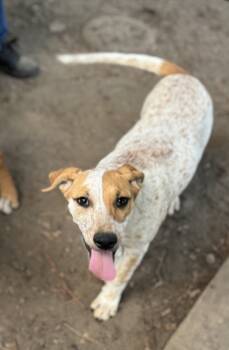 Rescue Hound and Australian Cattle Dog Blue Heeler Dogs for Adoption in Horn Lake, Mississippi - Bebe - B Litter | PetCurious