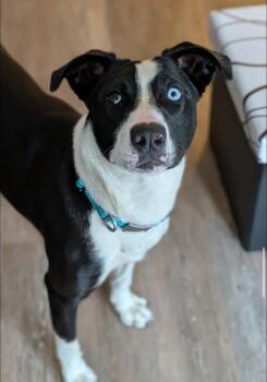 Husky and Labrador Retriever Dogs Available for Adoption in Alexander, Arkansas - Eve (in New England) | PetCurious