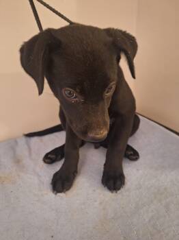Dino -  Black Labrador Retriever Dog for Adoption in Melbourne, Arkansas - Dino | PetCurious