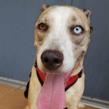 Labrador Retriever and Mixed Breed Dogs Available for Adoption - Audio | PetCurious