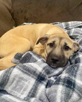 Cane Corso and Mixed Breed Dogs Available for Adoption in Malvern, Pennsylvania - Esme | PetCurious