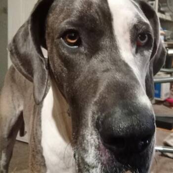 Pluto -  Great Dane Dog for Adoption - Pluto | PetCurious