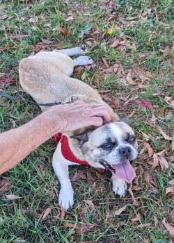 Taz -  French Bulldog and Mixed Breed Dog for Adoption in Thousand Oaks, California - Taz | PetCurious