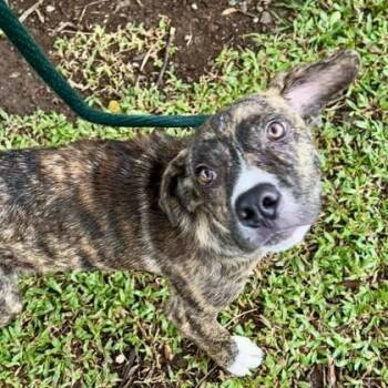 Mixed Breed Dogs Available for Adoption - Sprinkles | PetCurious