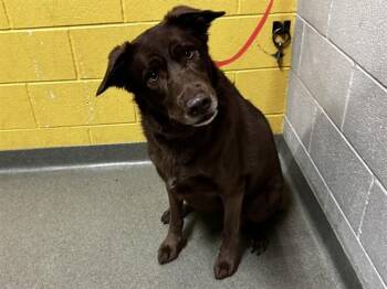 Chesapeake Bay Retriever and Mixed Breed Dogs Available for Adoption in Colorado Springs, Colorado - DAISY | PetCurious