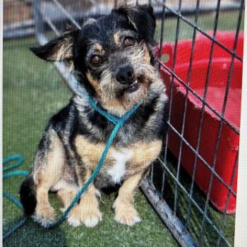 Frank -  Mixed Breed Dog for Adoption in Tacoma, Washington - Frank | PetCurious