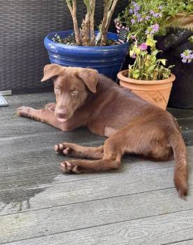 Lucy -  Labrador Retriever Dog for Adoption in Greenlawn, New York - Lucy | PetCurious
