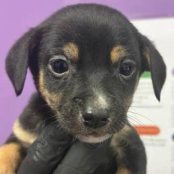 Aslan -  Chihuahua Dog for Adoption in Tacoma, Washington - Aslan | PetCurious