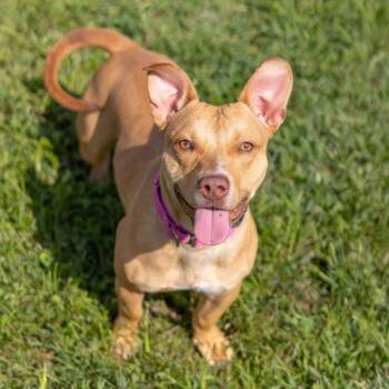 Houdini -  Terrier and Dachshund Dog for Adoption - Houdini | PetCurious