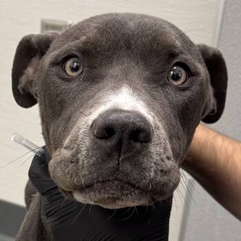 Rescue Mixed Breed Dogs for Adoption in Las Cruces, New Mexico - 100692 | PetCurious