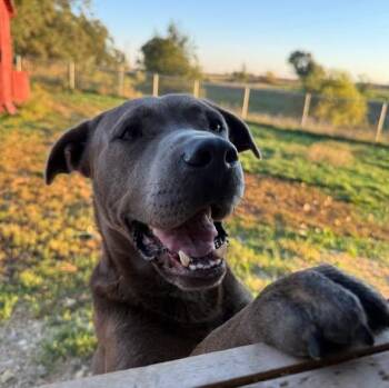 Bubs -  Labrador Retriever and Mixed Breed Dog for Adoption in Yankton, South Dakota - Bubs | PetCurious