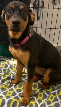 PATTY -  Rottweiler Dog for Adoption in Elizabethton, Tennessee - PATTY | PetCurious
