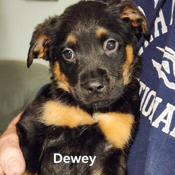 Shepherd and Mixed Breed Dogs Available for Adoption in Normal, Illinois - Dewey | PetCurious