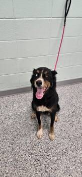 Josie -  Terrier Dog for Adoption in Athens, Tennessee - Josie | PetCurious