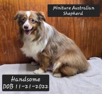 Handsome -  Australian Shepherd Dog for Adoption in York, South Carolina - Handsome | PetCurious