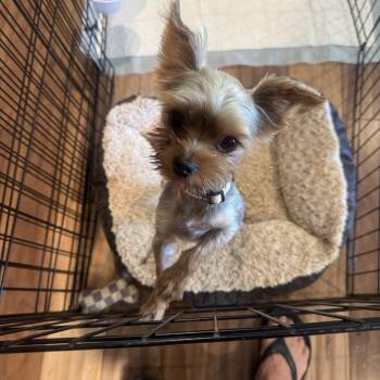 Miko -  Yorkshire Terrier Dog for Adoption in Covina, California - Miko | PetCurious