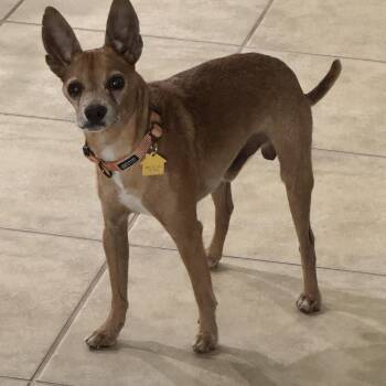 Archie -  Chihuahua Dog for Adoption in Indianapolis, Indiana - Archie | PetCurious